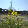 菜の花のある景色（4月5日）