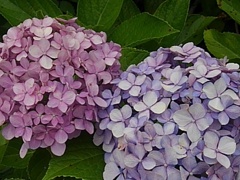 烏ヶ森公園の赤紫と青紫のアジサイの花（7月11日）