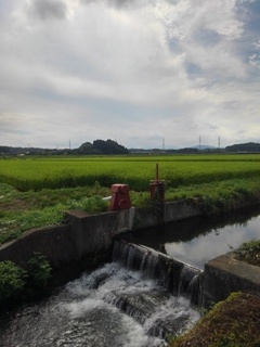 用水路の堰（8月7日）