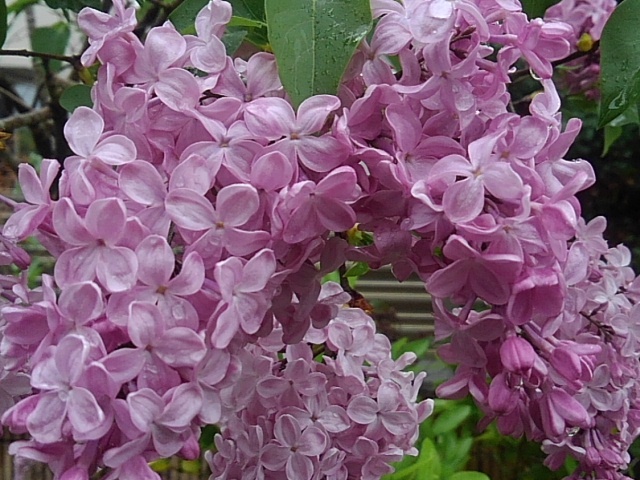 雨に濡れたライラックの花（4月24日）