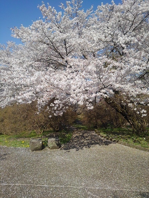 丘の石のベンチと桜（4月13日）