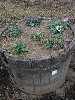 樽型プランター（1月2日）