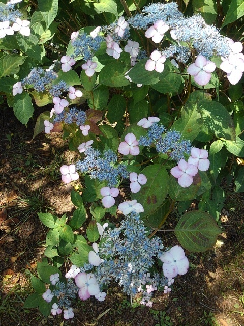 赤い飾り花のガクアジサイ（6月15日）