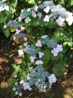 赤い飾り花のガクアジサイ（6月15日）