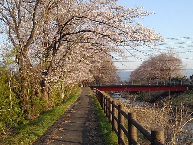 桜の街路樹（4月8日）