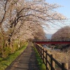 桜の街路樹（4月8日）