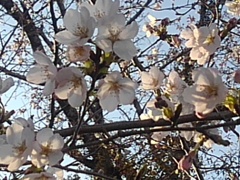 街路樹の桜の花（4月4日）