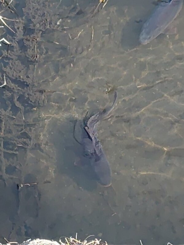 宇都宮の川の鯉（1月23日）