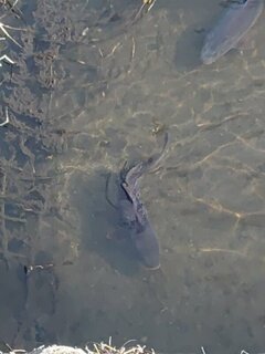 宇都宮の川の鯉（1月23日）