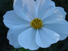 白コスモス(10月27日) 白コスモス(10月27日)