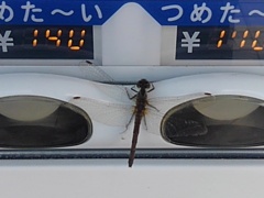 自動販売機に止まったトンボ（10月23日）