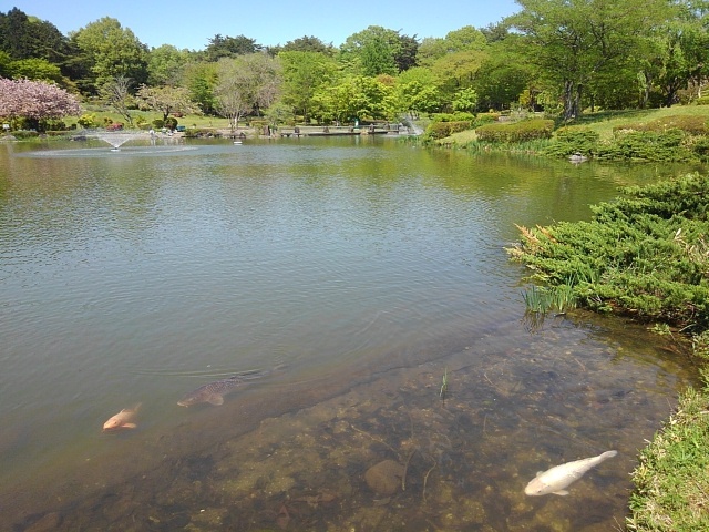 公園の美しい池（4月30日）