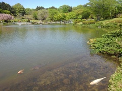公園の美しい池（4月30日）