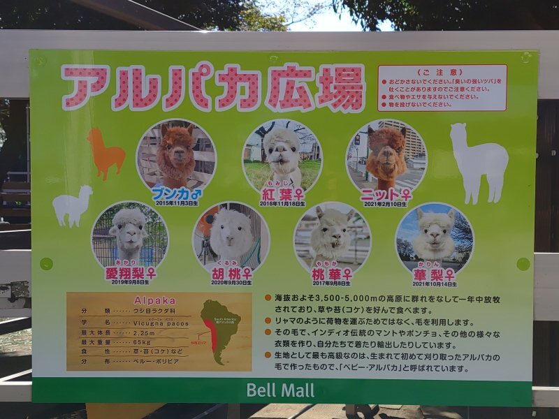 アルパカ看板（10月24日）