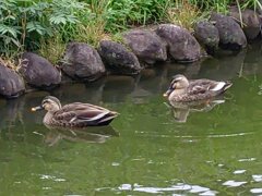 烏ヶ森公園のカモコンビ（10月22日）