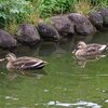 烏ヶ森公園のカモコンビ（10月22日）