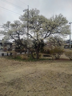 長峰公園の広場の梅（3月15日）