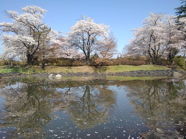 映り込む桜トリオ（4月13日）