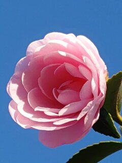 青空とピンクサザンカ（11月30日）