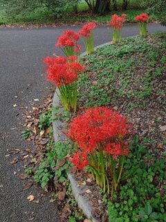 長峰公園の花壇のヒガンバナ（9月25日）
