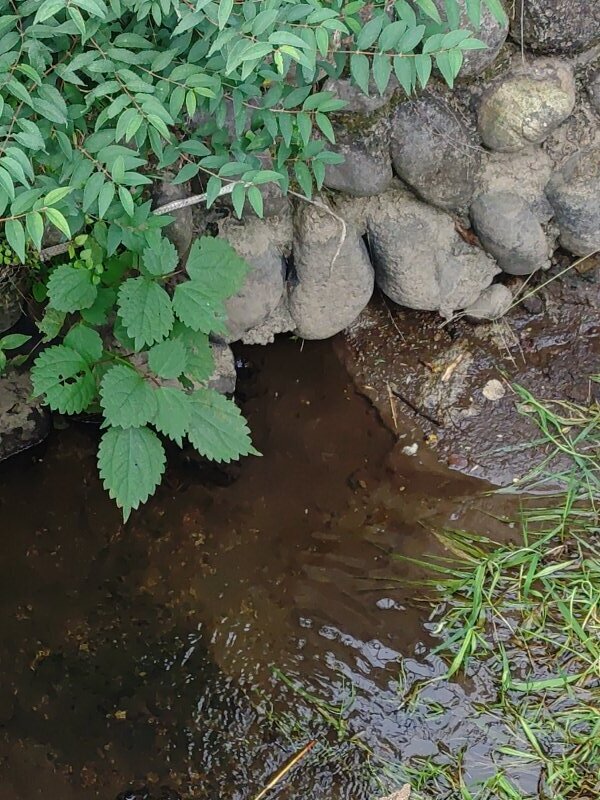 小川（11月11日）