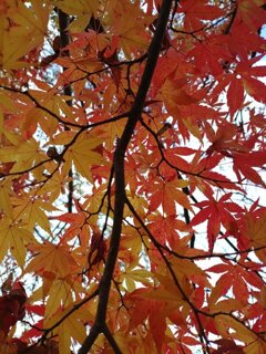 川崎城跡公園の赤モミジ（11月21日）