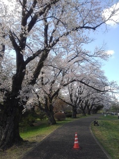 桜トンネル（4月12日）