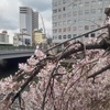 シダレザクラと道路橋（4月11日）