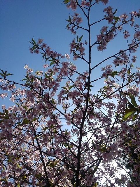 晴れの日の桜（3月30日）