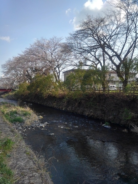 水が綺麗な川（4月7日）
