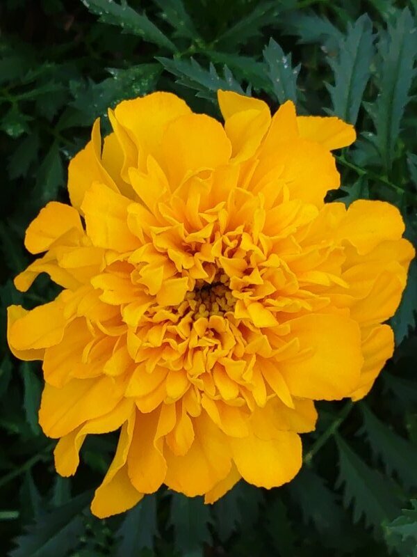 矢板駅の黄マリーゴールド（10月24日）