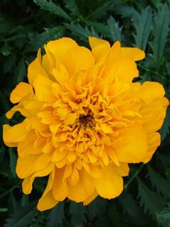 矢板駅の黄マリーゴールド（10月24日）