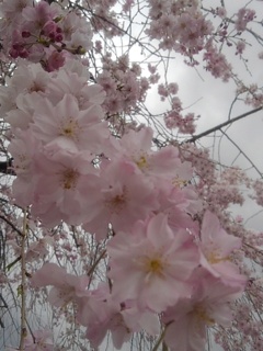 街中の桜の花（4月11日）