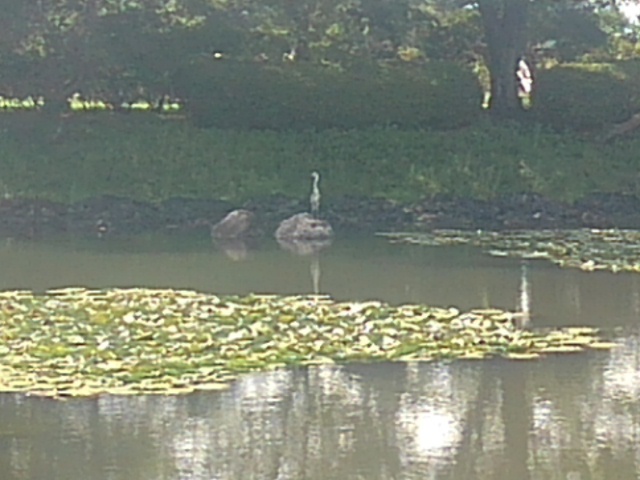 公園の池のアオサギ（7月26日）