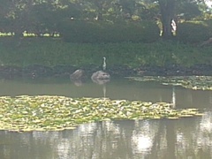 公園の池のアオサギ（7月26日）