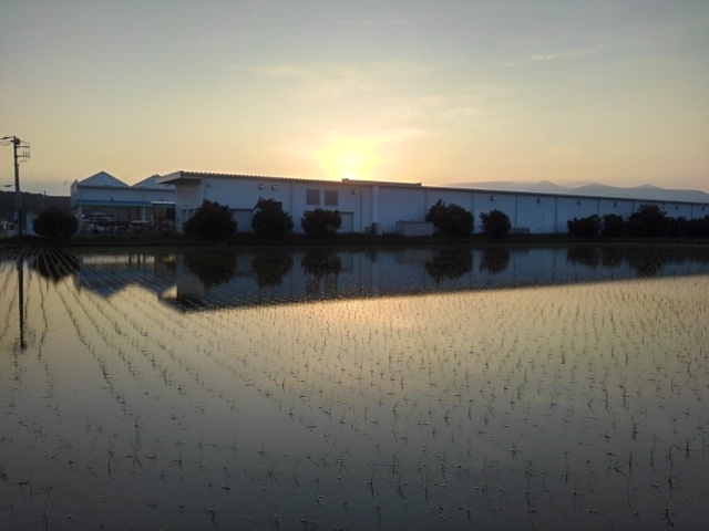 映り込みの水田（5月14日）