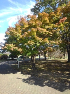 長峰公園の石畳の道とモミジ（11月9日）