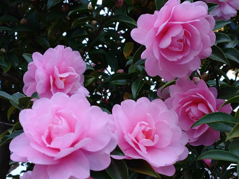 ピンク色のサザンカの群れ（11月25日）