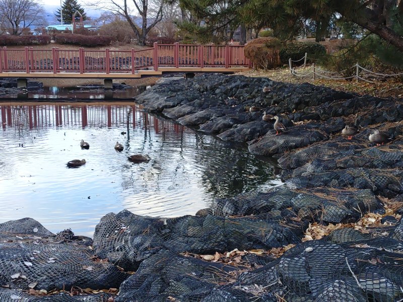 元日の公園の池（1月1日）
