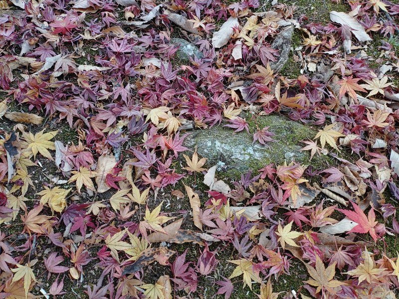 川崎城跡公園の木の根元の落ち葉（11月21日）