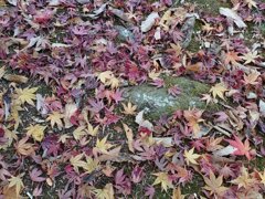 川崎城跡公園の木の根元の落ち葉（11月21日）