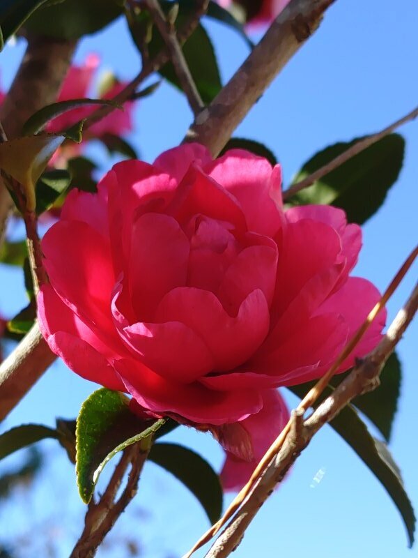 赤サザンカ（12月6日）