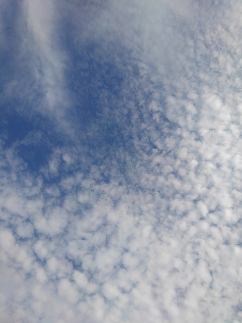 真上の鱗雲（9月25日）