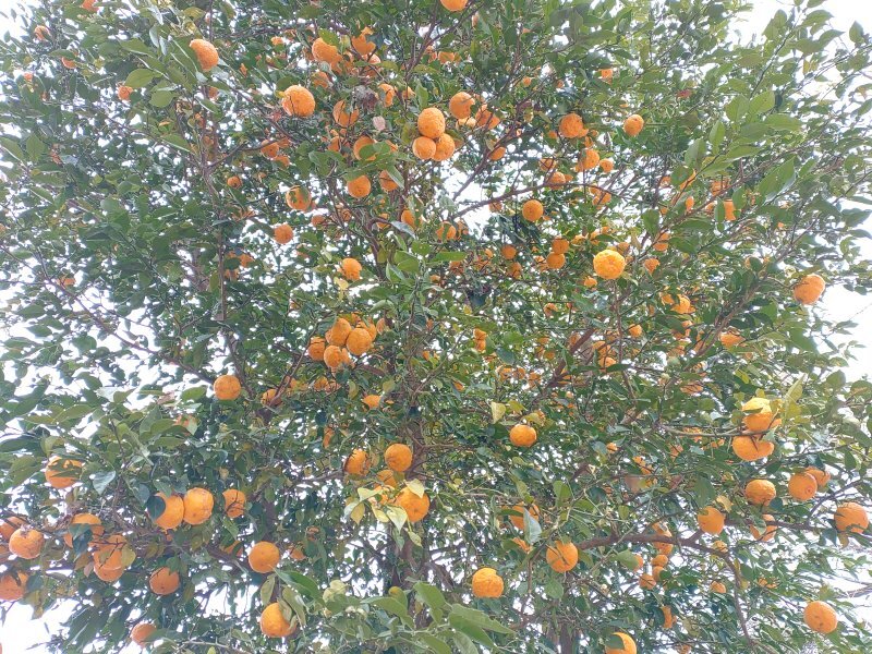 ゆうゆうパークの丘の柚子（1月2日）