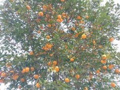 ゆうゆうパークの丘の柚子（1月2日）