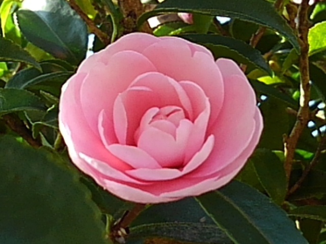 可愛らしいサザンカの花（11月9日）