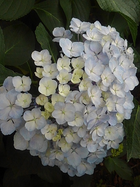 長峰公園の白いアジサイ（6月30日）