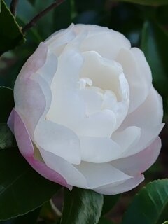 白サザンカ（11月23日）