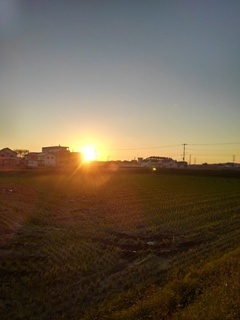 朝焼けの水田地帯（11月13日）