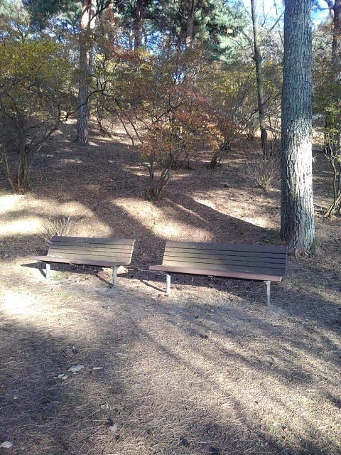 烏ヶ森公園の丘のベンチ（12月9日）